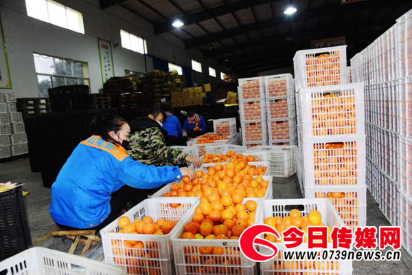 全县所有脐橙加工销售企业,营销大户都存在崀山果业那样"无米下锅"的