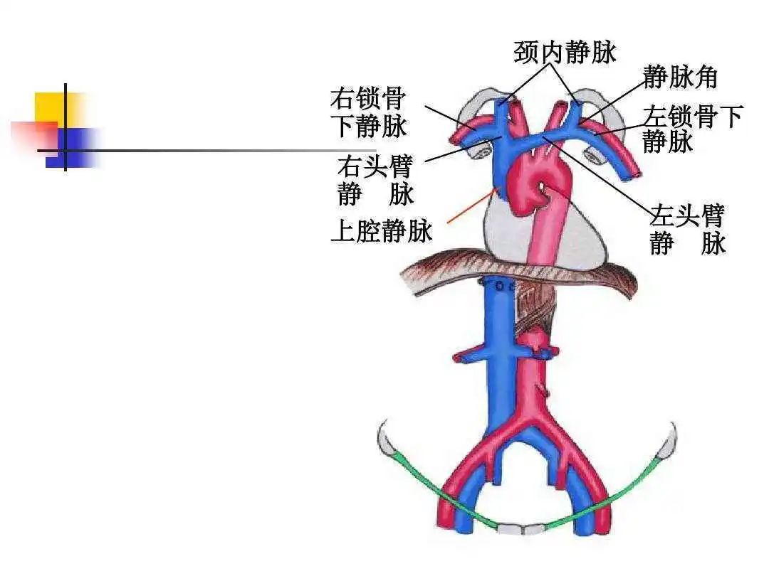 ct增强检查 留置针留哪里?