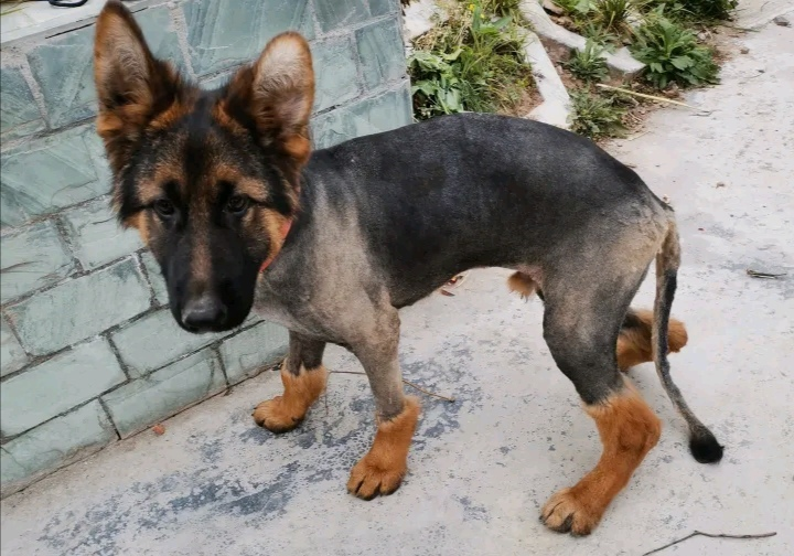 原创主人给德牧剪了个新造型出去玩时觉得冷飕飕光腚肯定冷