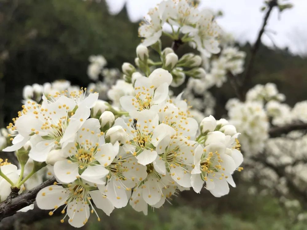 雲賞春色線上踏青春風來千樹萬樹李花開