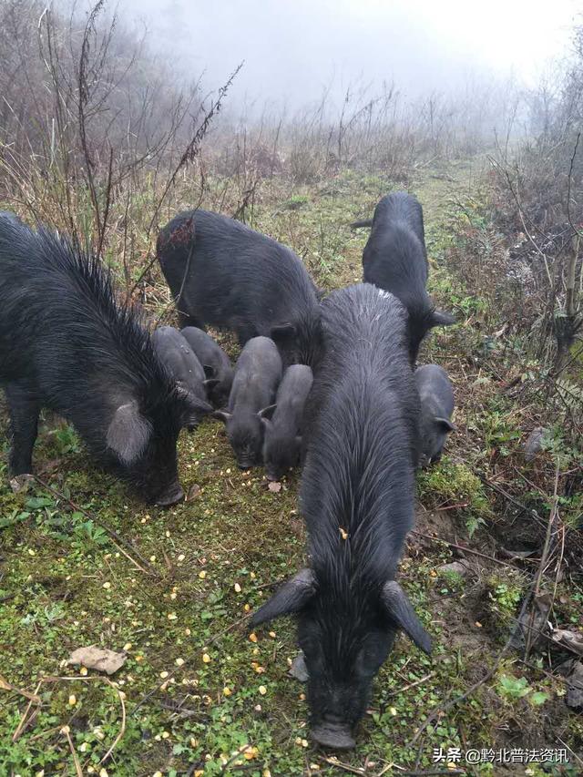 那裡放養著200多頭藏香豬,是當地唯一的一家藏香豬養殖基地