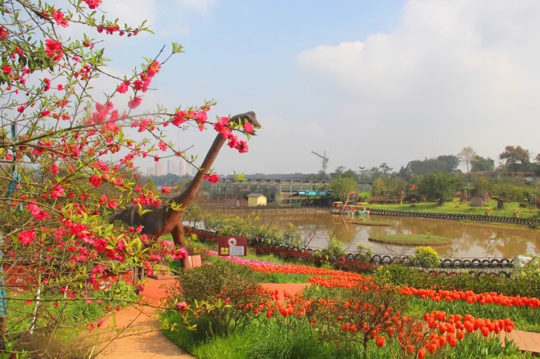 合川云门花海图片