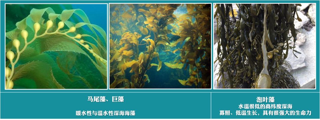 海藻分为红藻,褐藻,绿藻等多门类,根据水温分为:暖水性种,温水性种与