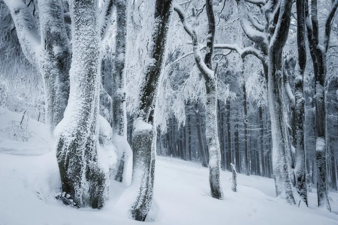 森林摄影师的冰雪奇缘