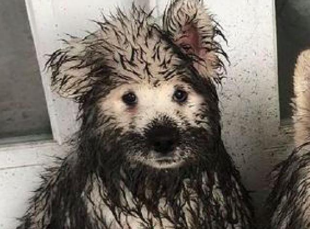 萨摩耶母子俩一起去玩全都脏兮兮的回来一家就是要整整齐齐