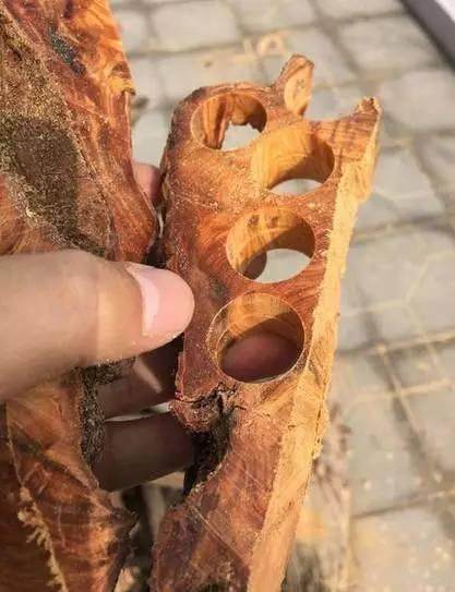 如火纯情直击现场崖柏开料这就是一场文玩的豪赌