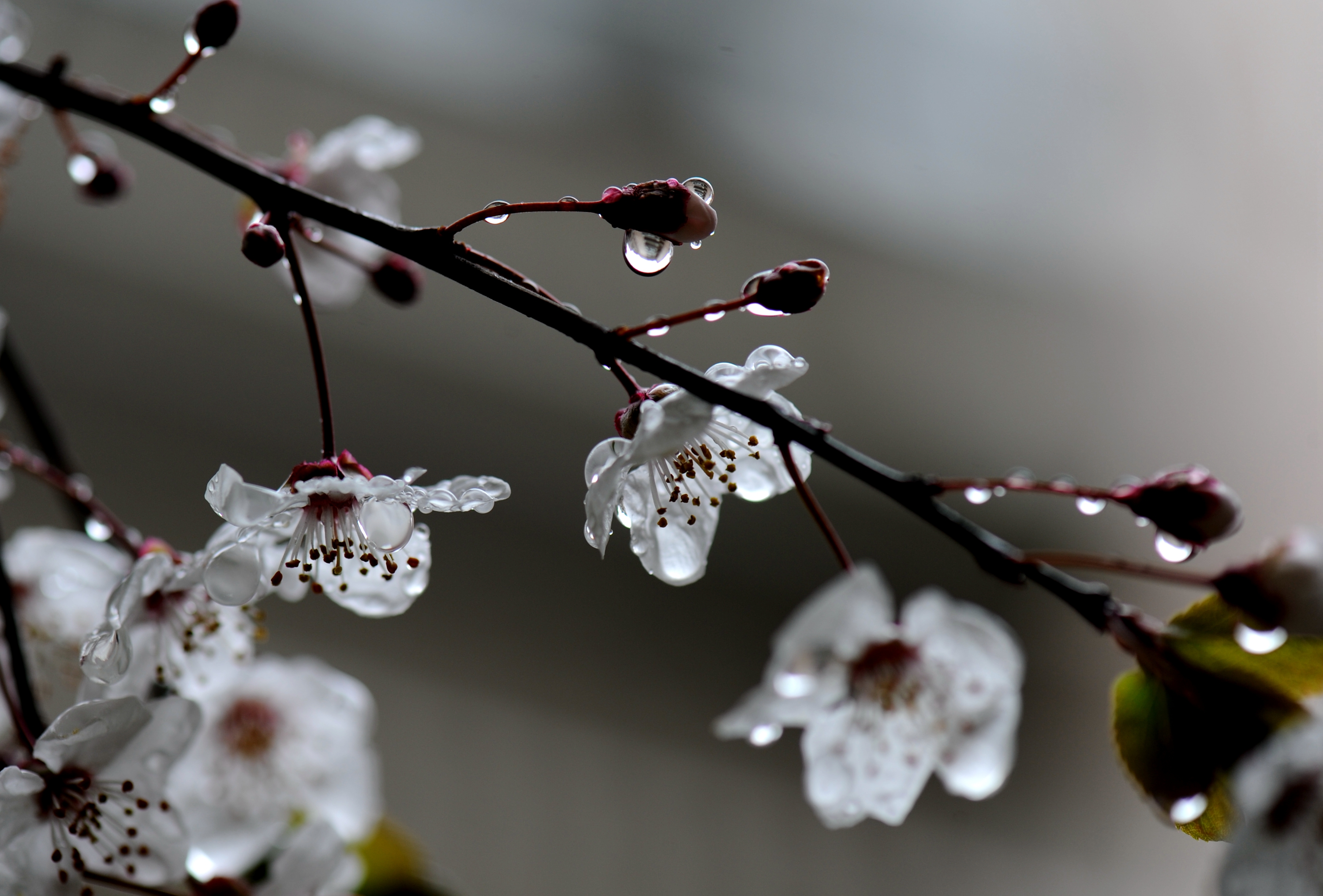 细雨点春