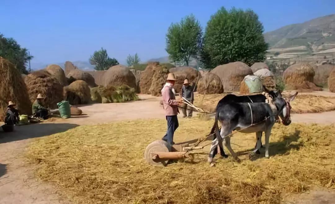 定边老照片图片