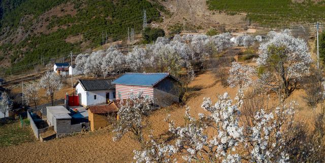 凉山西昌安哈彝寨千树万树梨花开 美如"雪海"_安哈镇