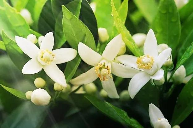 沃柑种植喷水系统图(沃柑种植喷水系统图解)