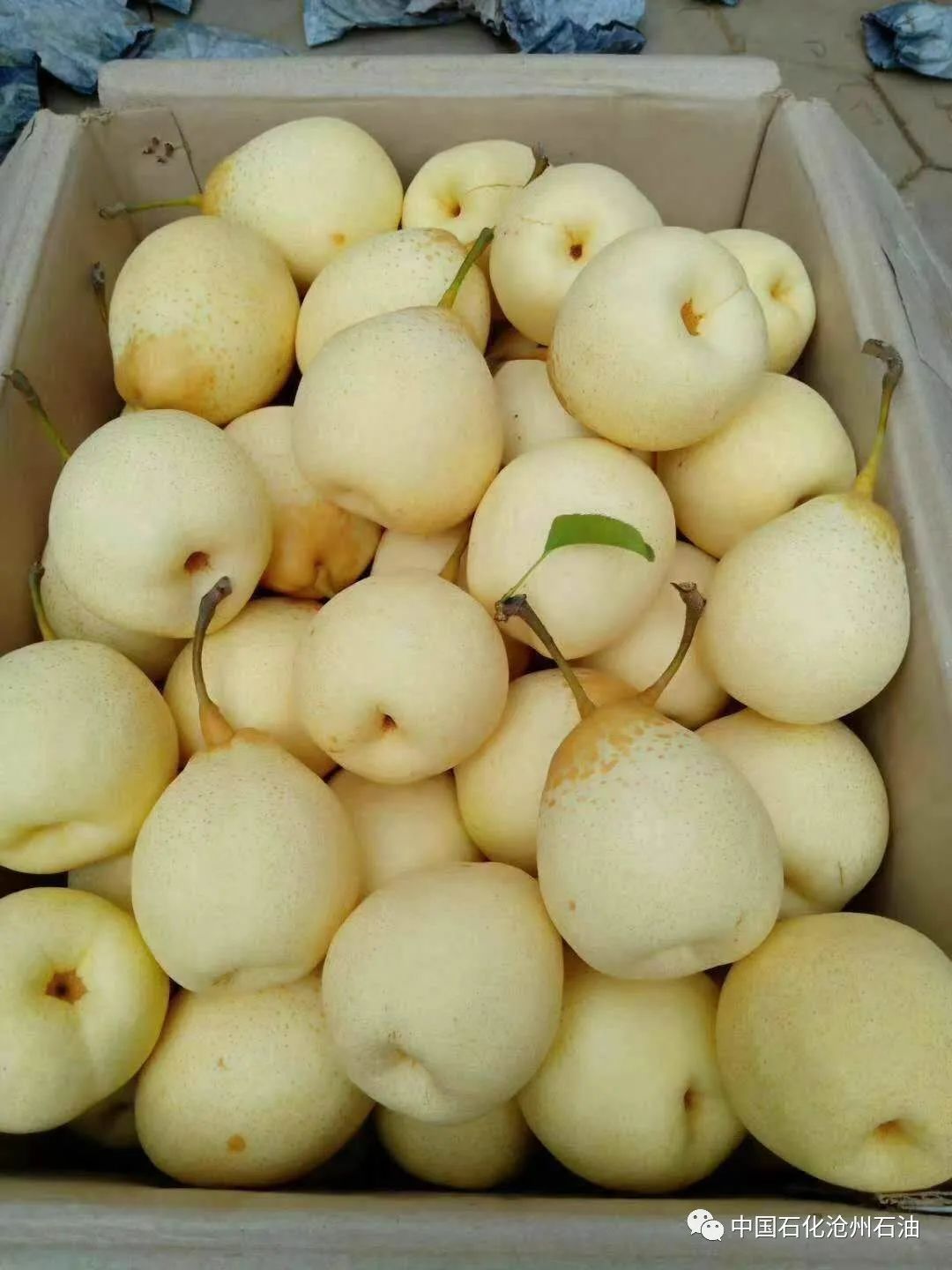 非油空间l魏县鸭梨让我们不分离