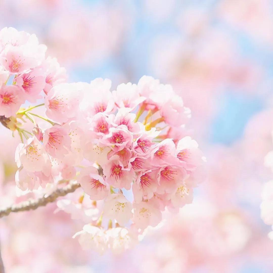 传说游记丨网红打卡圣地四明山心樱你而更美