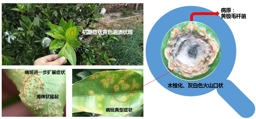 柑橘潰瘍病難防那是因為你沒看這篇最全攻略