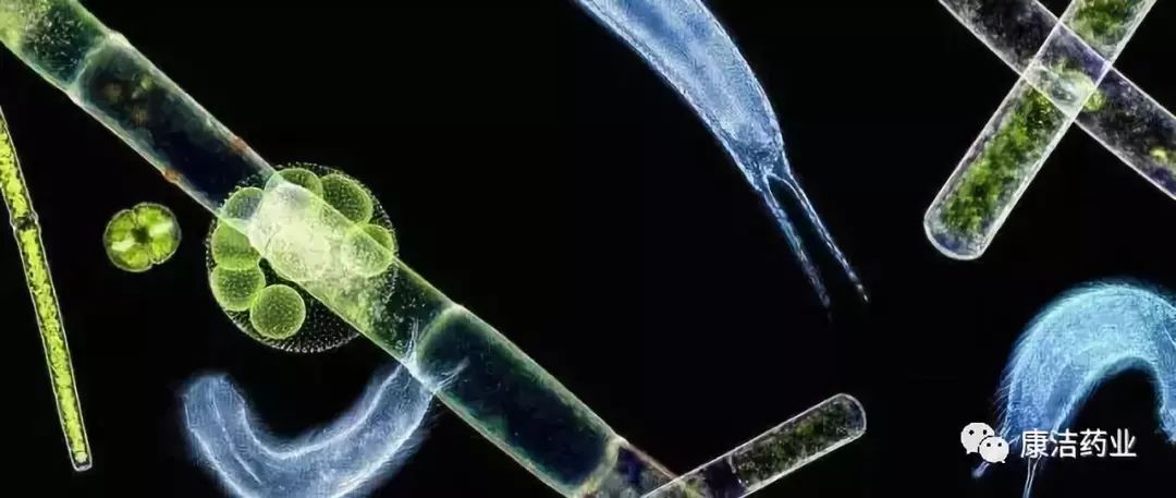 康洁0375池塘中浮游生物的繁殖规律