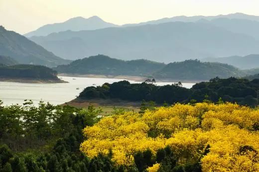 這是有一片金燦燦的黃風鈴花海饒平湯溪風景獨好潮州大地鮮花盛開陽春