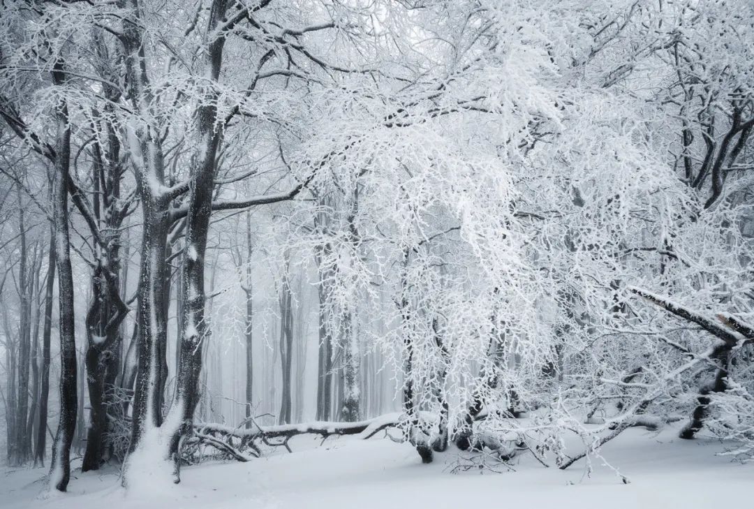 森林摄影师的冰雪奇缘