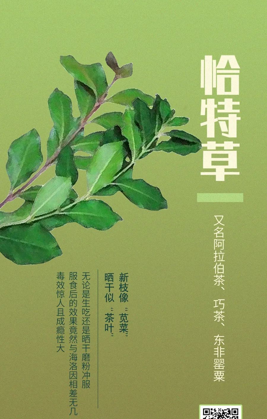 04一种叫做古柯(coca)的植物吗但是您知道这两种东西都来源于都喝过一