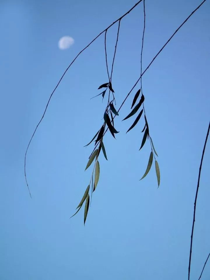 春上柳梢头图片