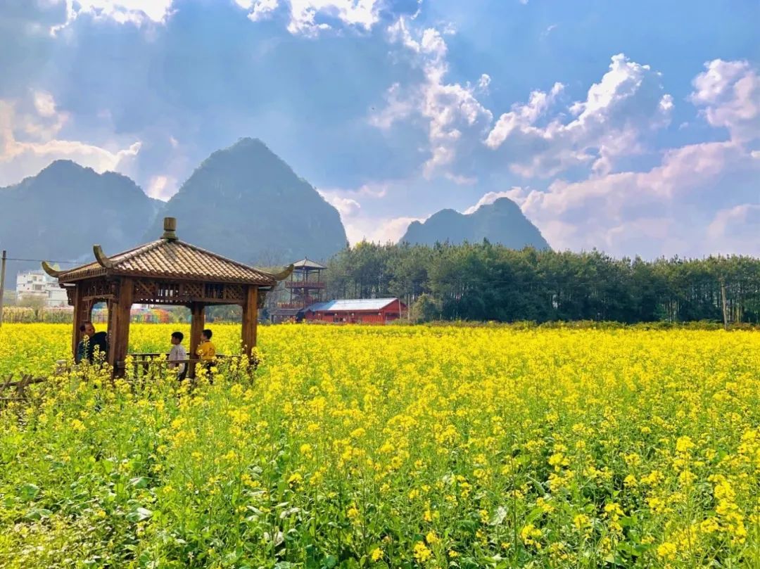 靖西旧州花海再登央视!赏花路线图大放送(点击看大图)