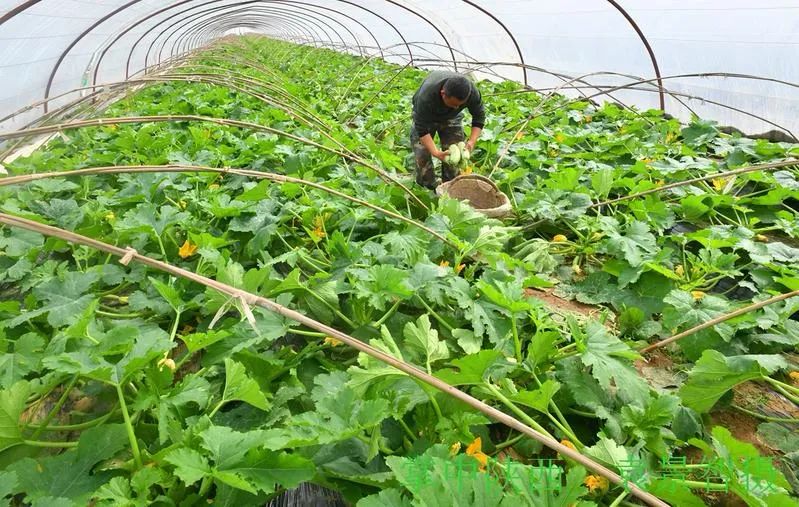 閻良新興:西葫蘆豐產豐收_種植