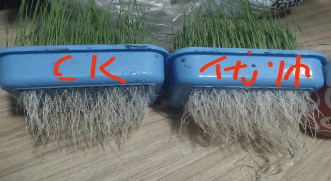 【"抗疫助农"公益行】中化优帅03种衣剂,选对很关键!