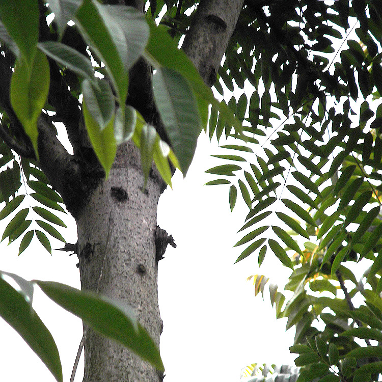 臭椿树盆景图片