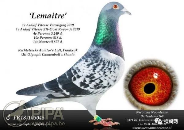 搜鸽鉴赏法国实战鸽舍与他的天赋鸽史汀格