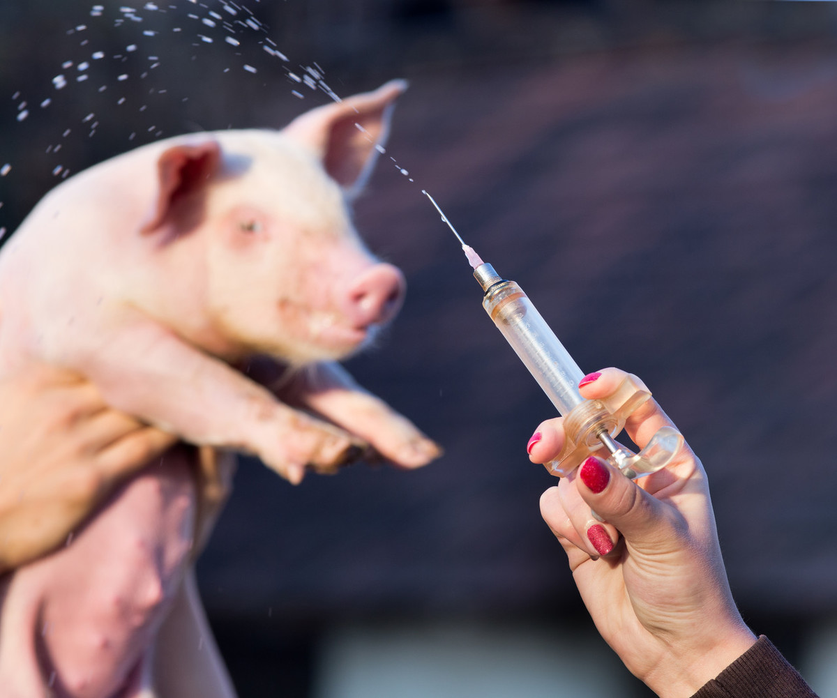 10年老猪农打口蹄疫猪群死亡一半打疫苗必须要注意的几个问题