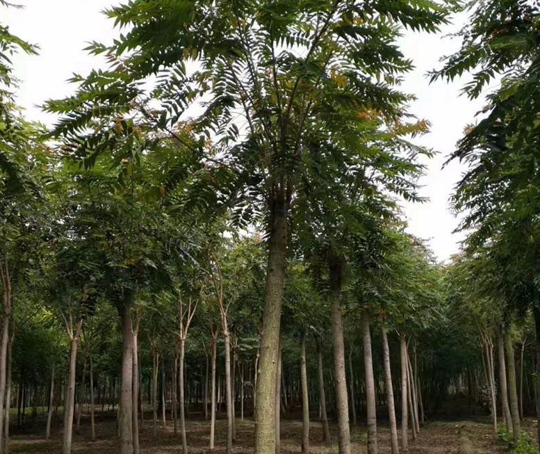 原创农村生长的臭椿树很多人只知它味儿臭但不知它还有这样的用途