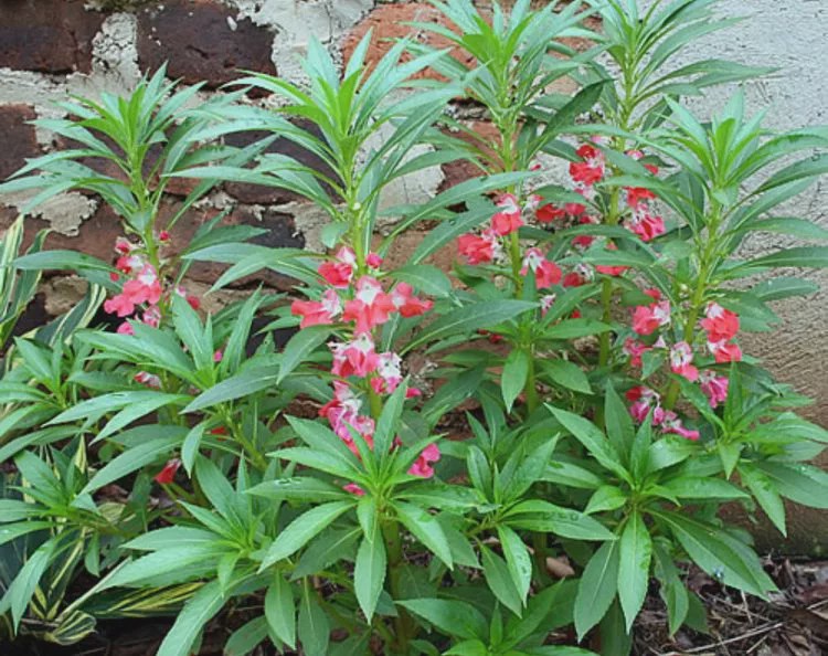 农村一种漂亮的花,是治宫颈糜烂,阴道炎的良药,你认识吗?