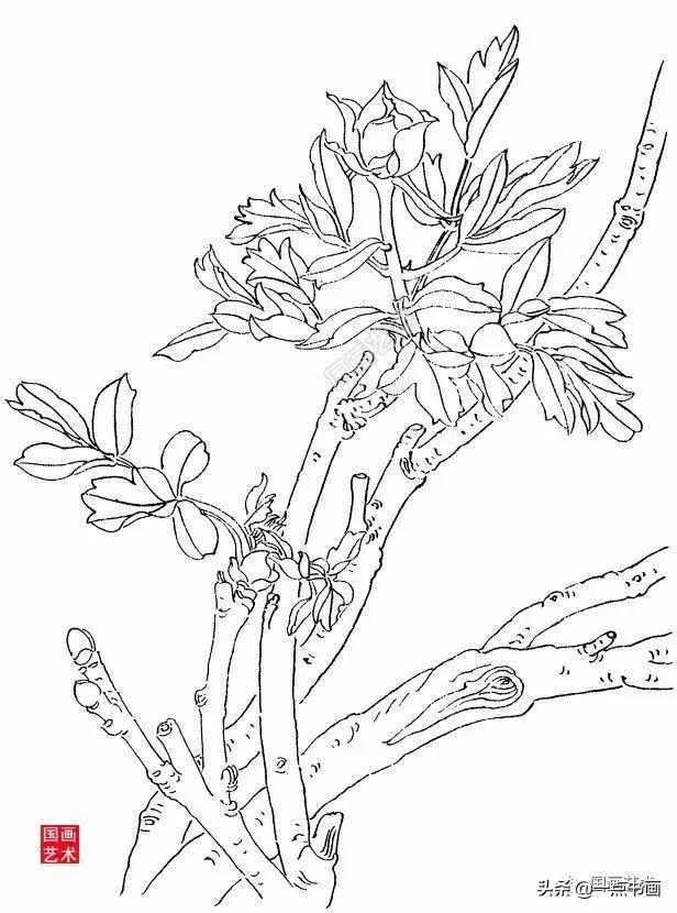 张德泉牡丹写生白描技法分享