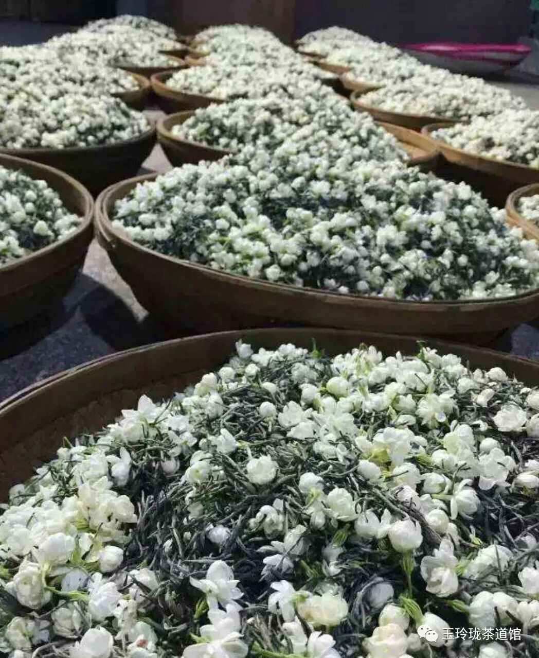 茶之美茉莉花茶水仙