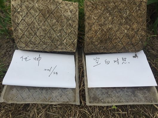 【"抗疫助农"公益行】中化优帅03种衣剂,选对很关键!