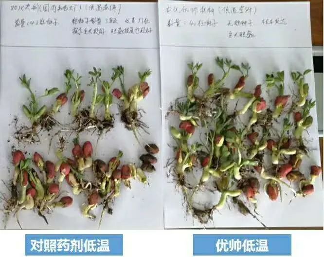 【"抗疫助农"公益行】中化优帅03种衣剂,选对很关键!