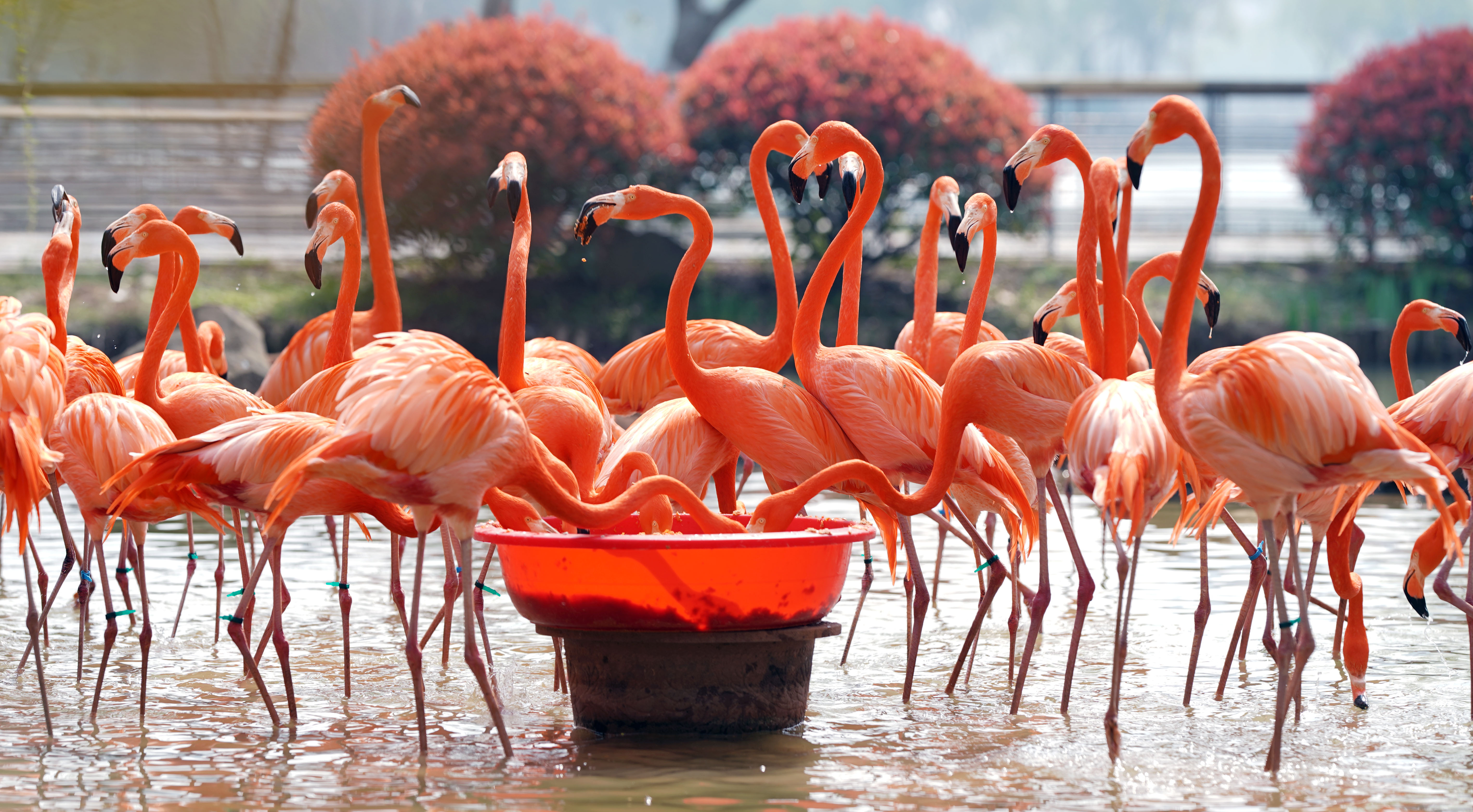 湖北武汉动物园图片