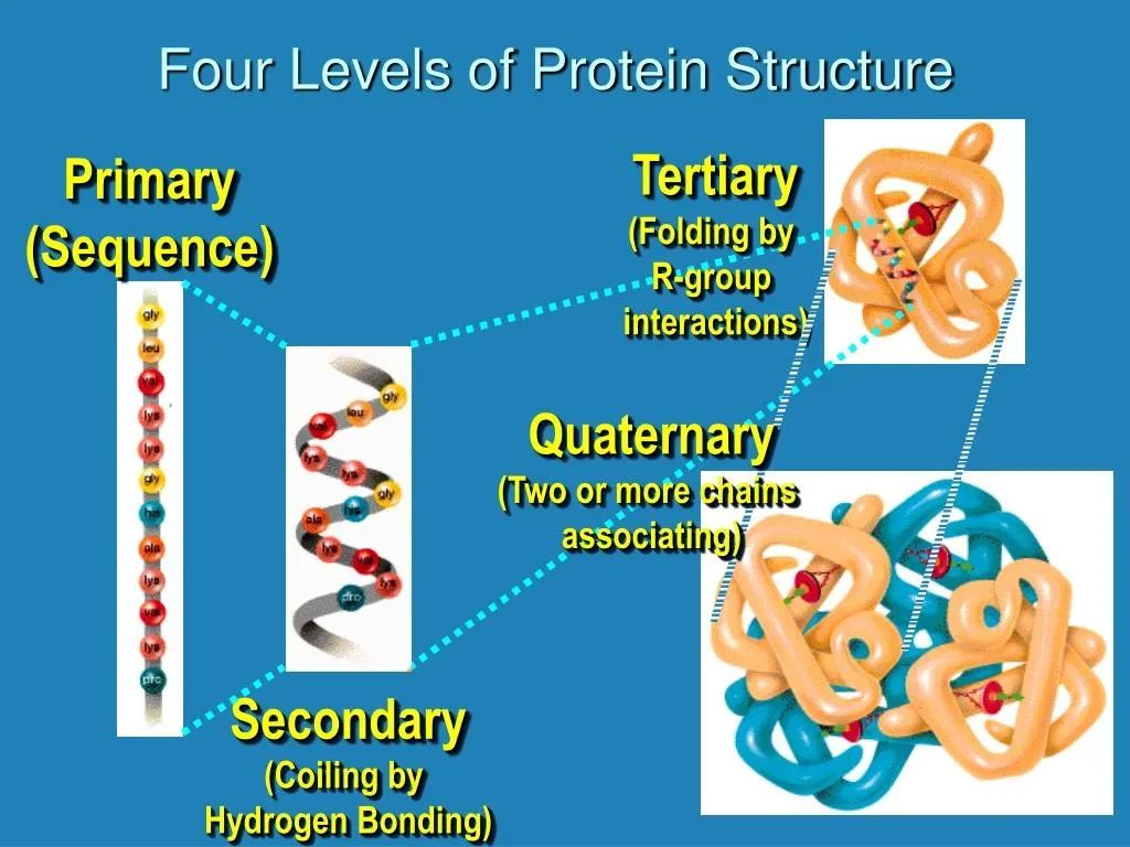 4,四级结构(quaternary structure):具有三级结构的多肽链按一定空间