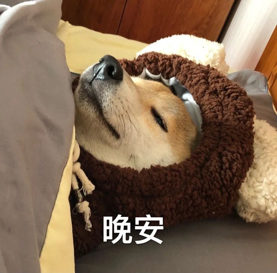 芋圓的表情包一下子進入了大眾的視線讓這隻超級可愛的柴犬