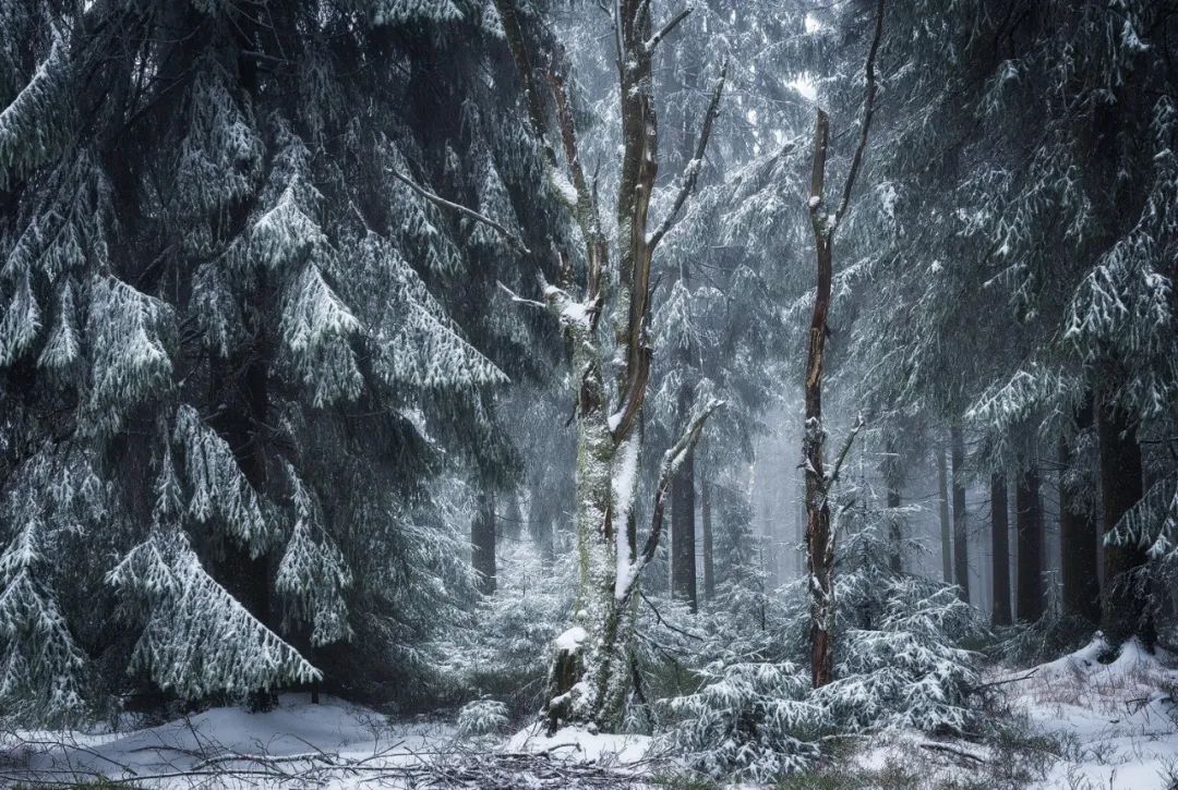 森林摄影师的冰雪奇缘