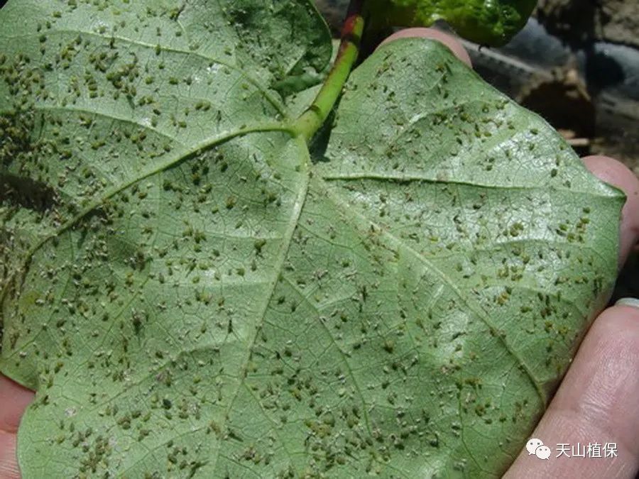 偏重的发生的趋势,一般较重的可能性主要是棉蓟马,棉蚜和棉叶螨等虫害