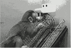 在著名的恒河猴实验中,幼猴在受惊,需要安抚等状态之下,都会依偎在