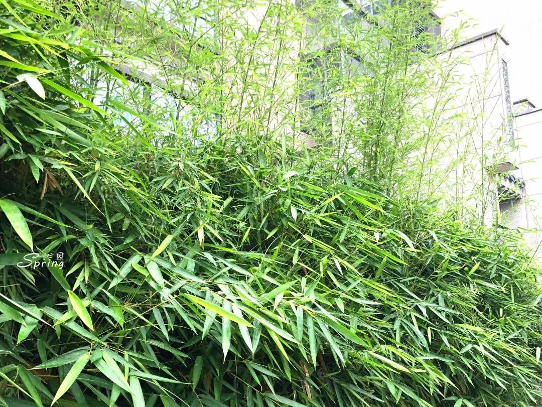 贵州野生细叶香树图片