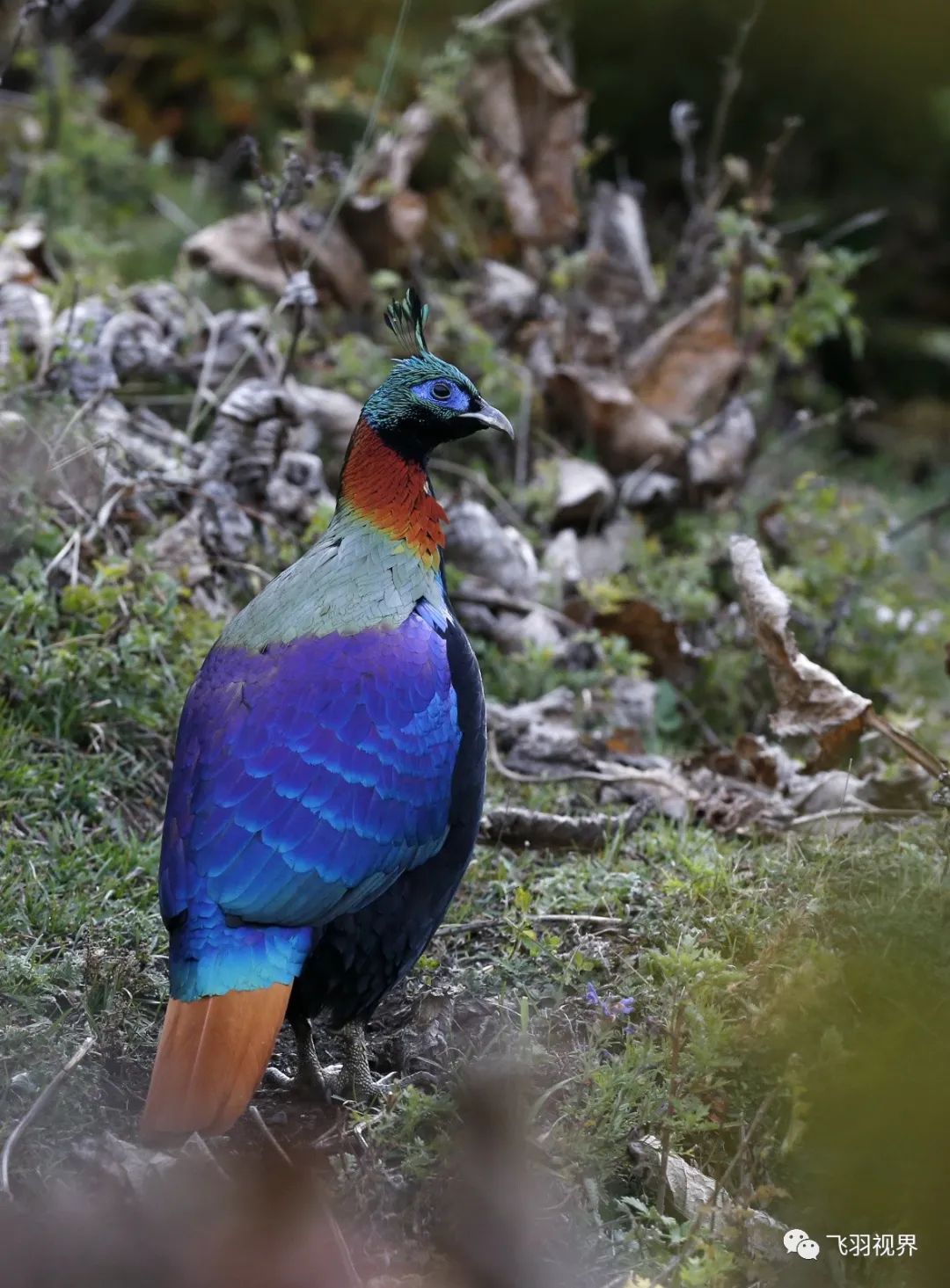 第14期鸟类生态摄影之棕尾虹雉
