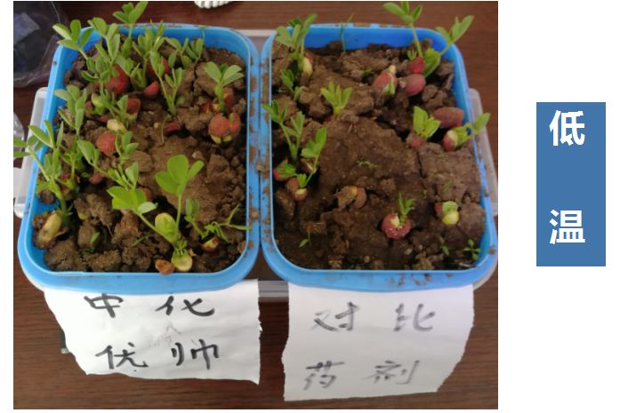 【"抗疫助农"公益行】中化优帅03种衣剂,选对很关键!