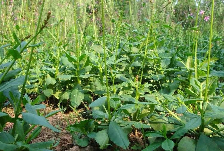 春天必吃的12种黄金菜一种菜调一种病为了家人赶紧收藏