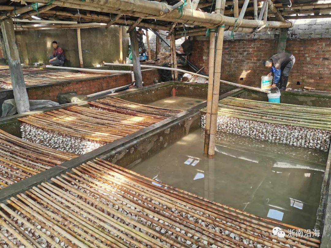 赤溪镇紫菜育苗共计10万多亩,主要分布在流岐岙,白湾,南头,沙坡等沿海