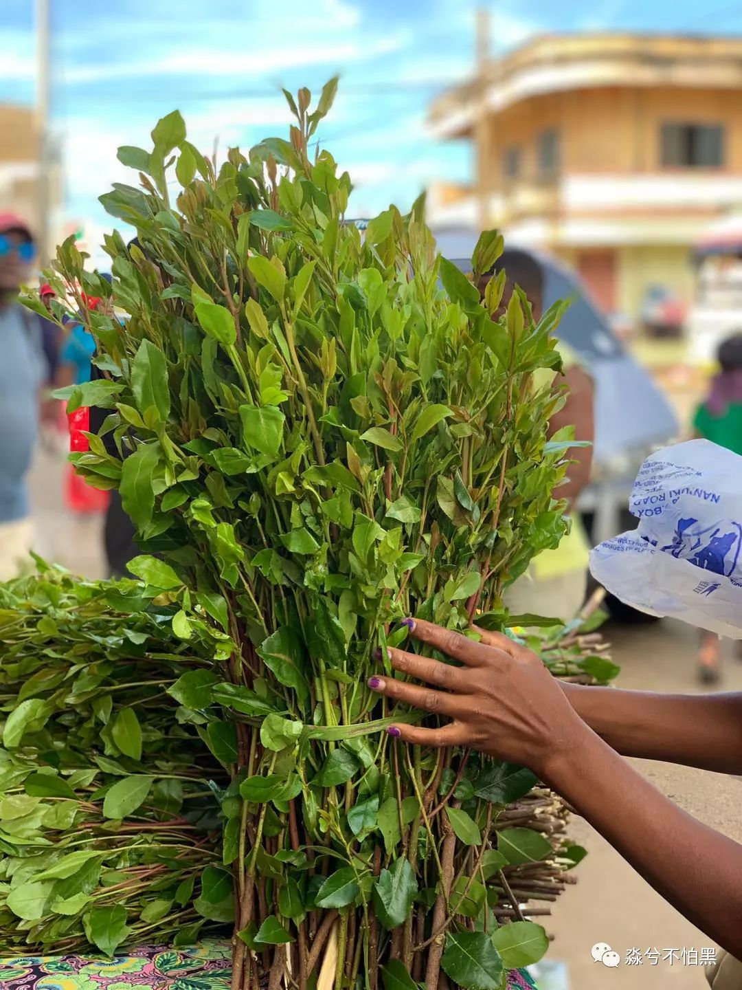 在非洲的日常操作嚼草