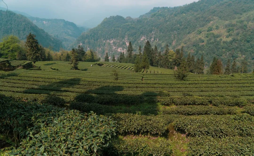 天全县始阳镇九十村:春茶好时节 茶农采摘忙