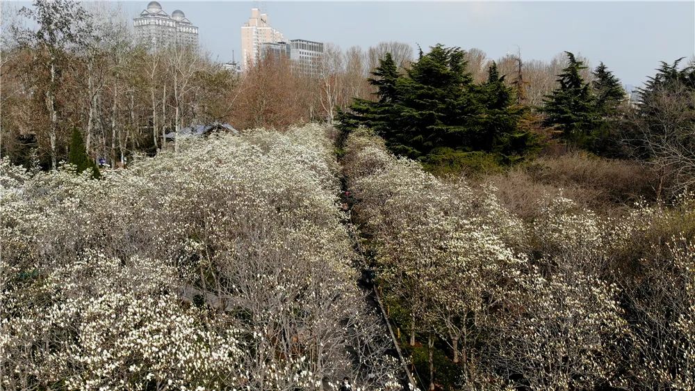 园区内有条一百多米长的玉兰园,近三十年树龄的玉兰花排列在道路两侧