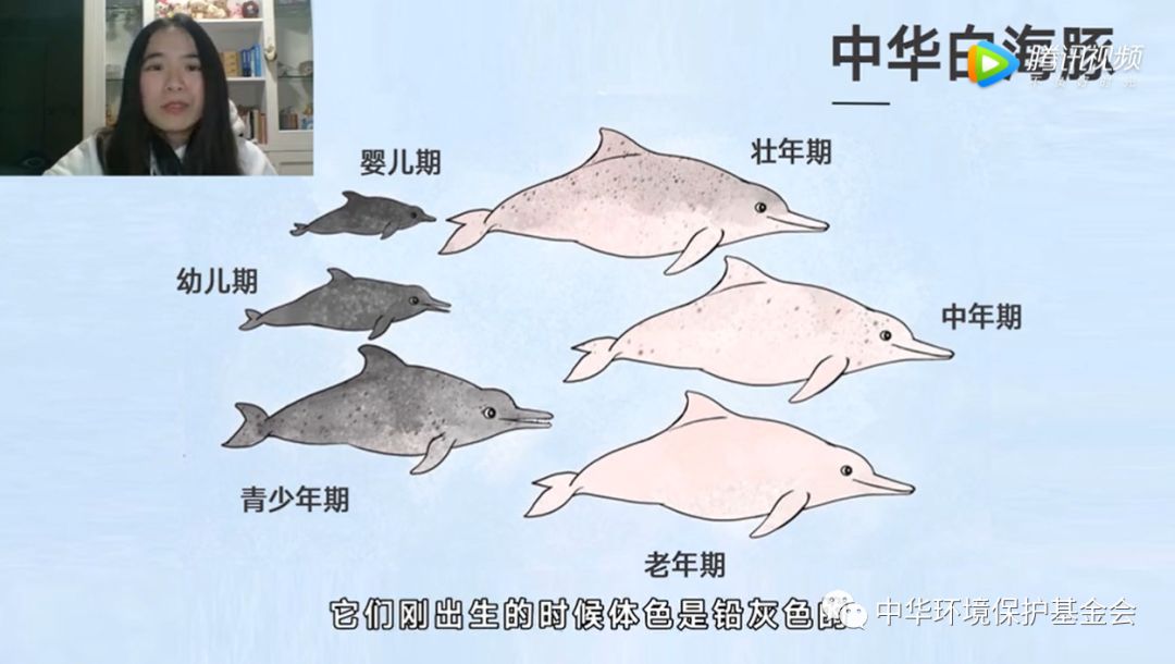 这个女孩给中华白海豚拍了几万张照片拼凑出一个既温暖又伤感的海豚