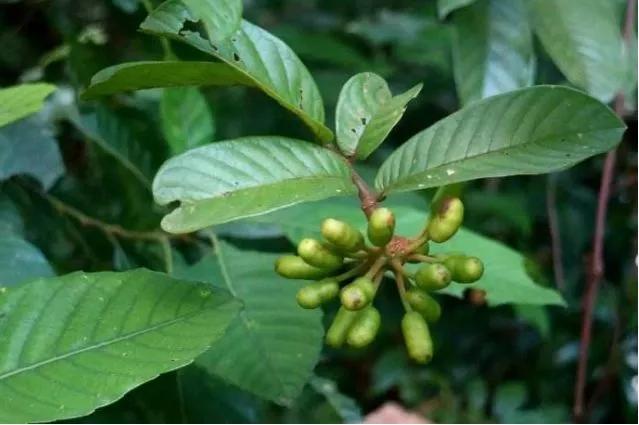 农村植物"上树龙",价值昂贵,是名贵的中草药,却被农民当草除